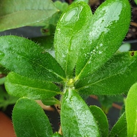 Rhododendron trichocladum SDR5159 